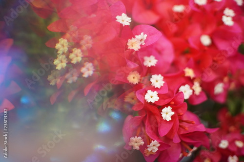 Abstract background,Crystal Prism Visual Effect ,Close-up Bougainvillea Pink bloom flower with Sunlight in Garden. © sbo.ow-j