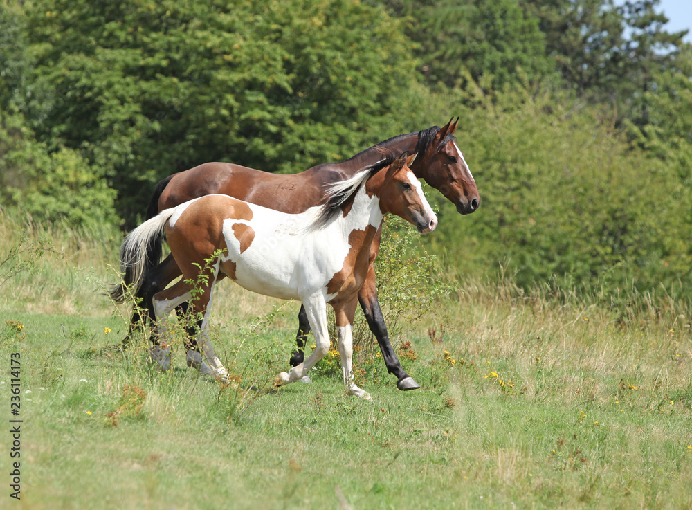 Batch of horses running on pasturage Batch of horses running on pasturage