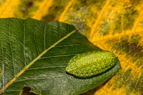 Yellow-shouldered Slug (Lithacodes fasciola) photo