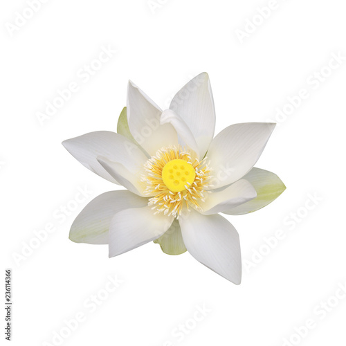 White lotus on white background.
