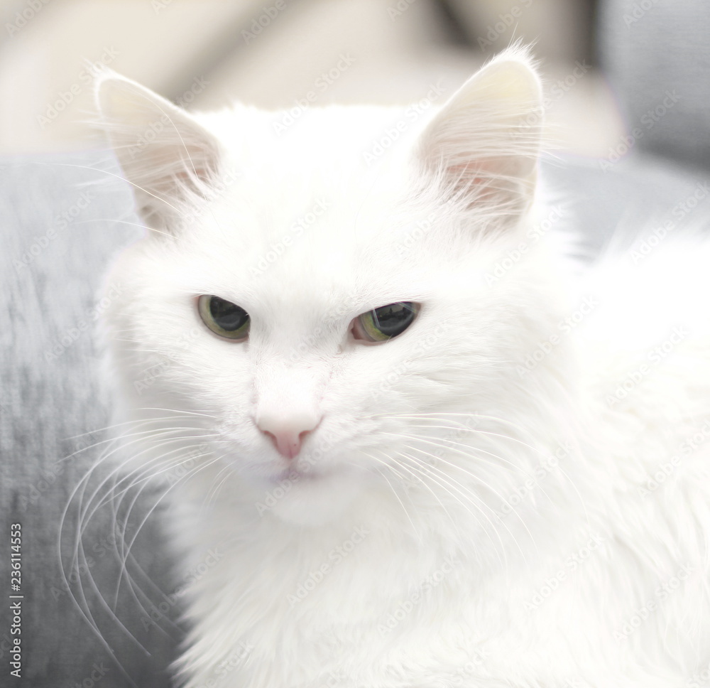 close up.favorite pet a big white cat