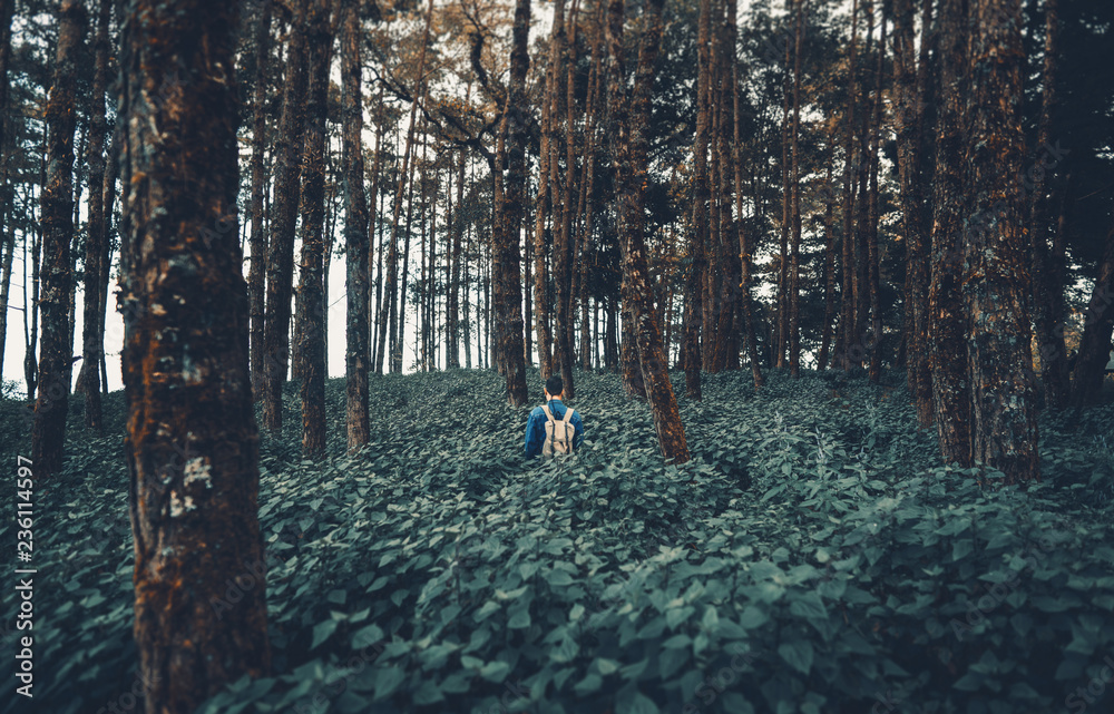 Obraz premium w dżungli Samotnie w lesie