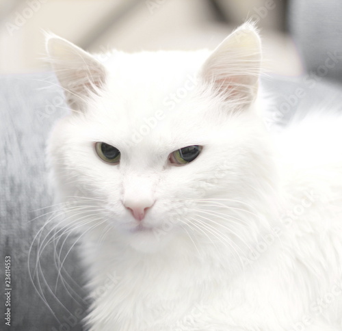 close up.favorite pet a big white cat