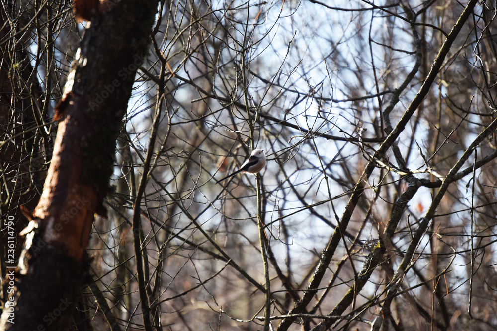 Long-tailed tit, on branch, Aegithalos caudatus. Long-tailed tit, on branch, Aegithalos caudatus.