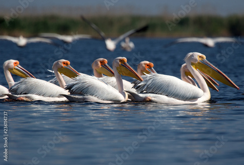 pelicans in danube delta © Ildikó Baranyi
