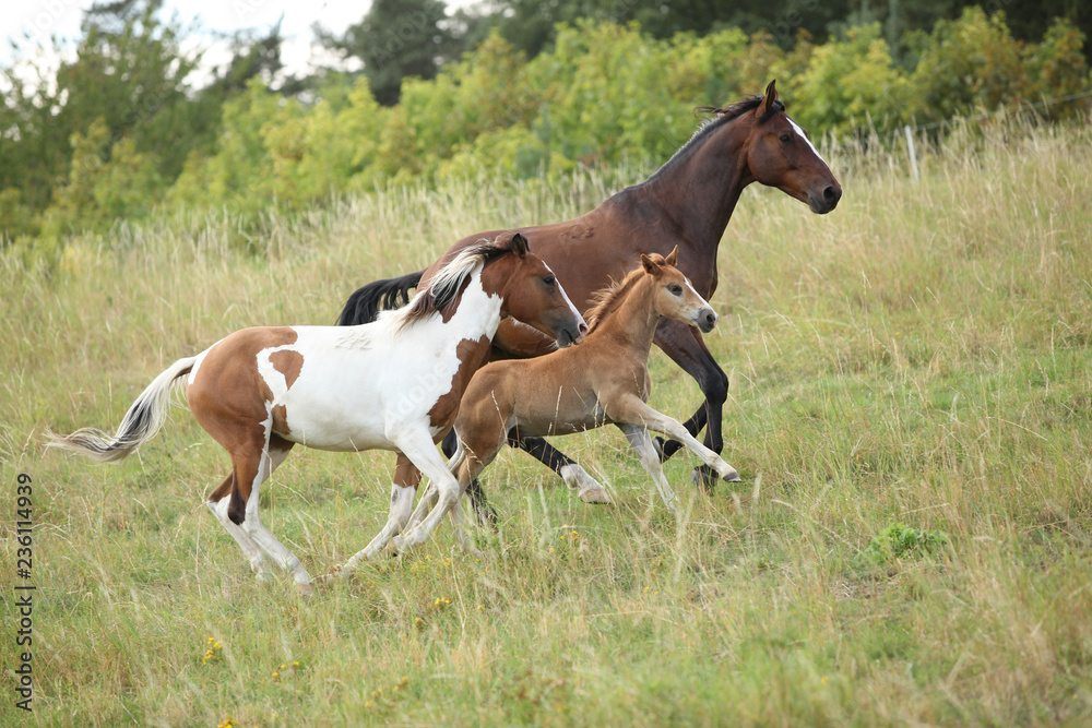 Batch of horses running on pasturage Batch of horses running on pasturage
