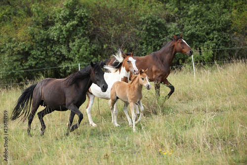 Batch of horses running on pasturage © Zuzana Tillerova