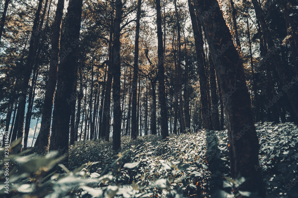 Fototapeta premium w dżungli Samotnie w lesie