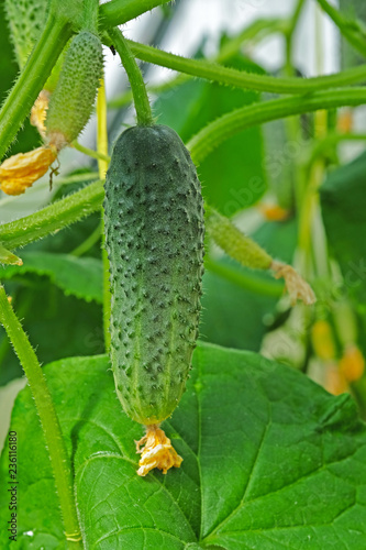 Cucumber in the greenhose photo
