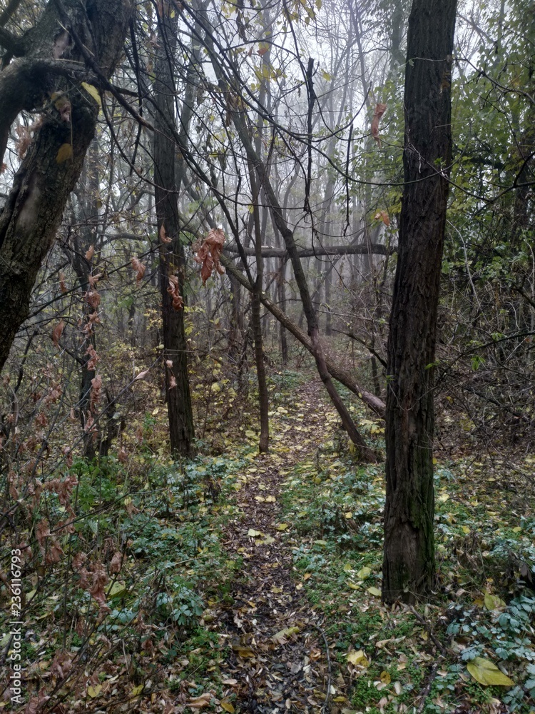 Obraz premium autumn in the forest