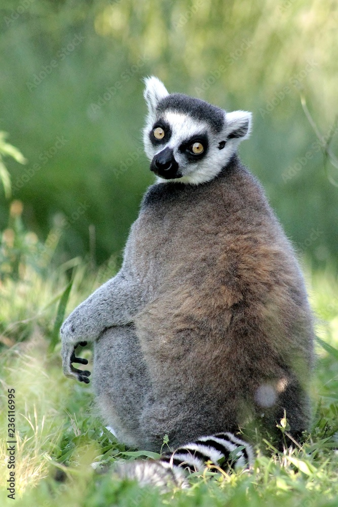 Obraz premium Lemure