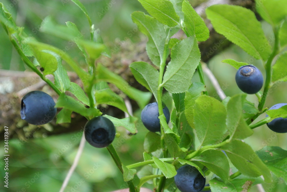 blueberries on a branch blueberries on a branch