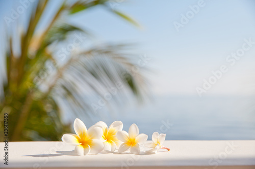 Frangipani flowers on the background of the sea.