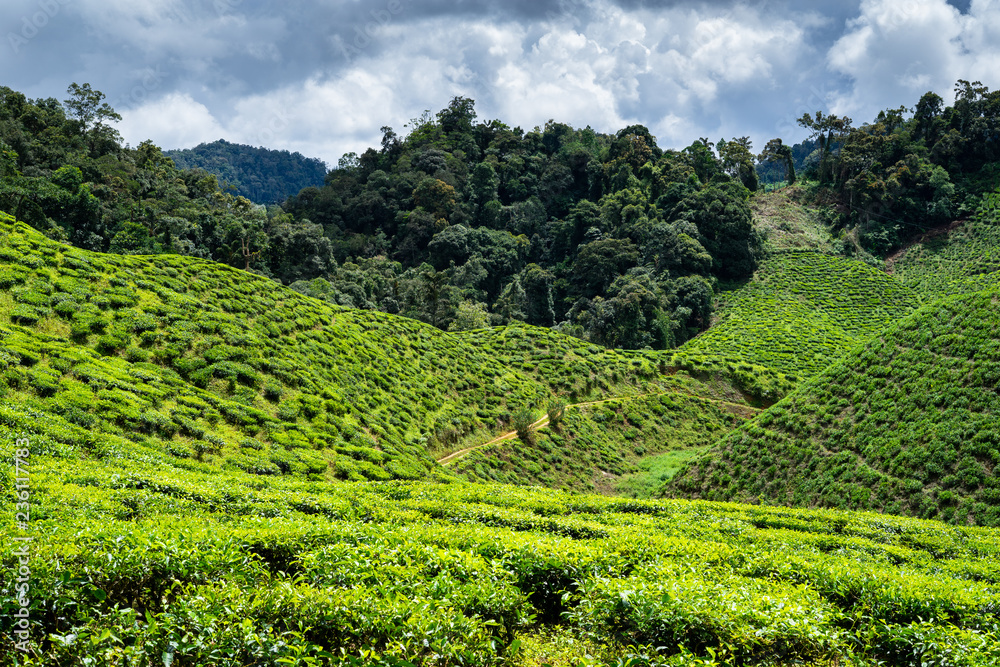 Tea plantations in Cameron Highlands, Malaysia