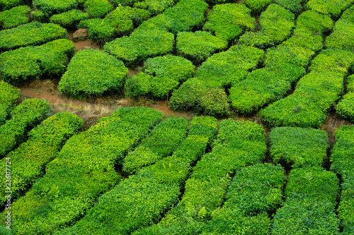 Tea plantations in Cameron Highlands, Malaysia © kuchta