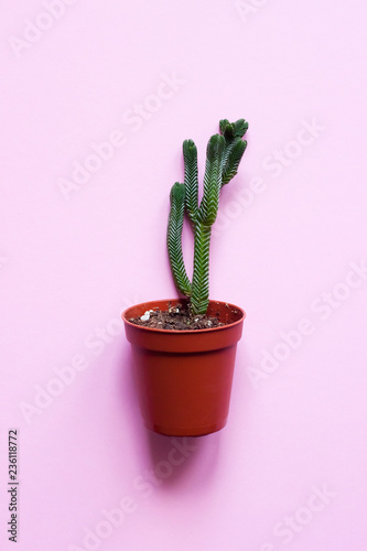 Succulent plant in pot on pink background - pop art design, minimalism, flat lay photo