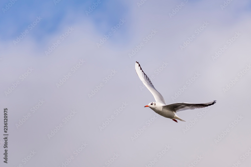 Beautiful seagull flies high in the partly cloudy sky Beautiful seagull flies high in the partly cloudy sky