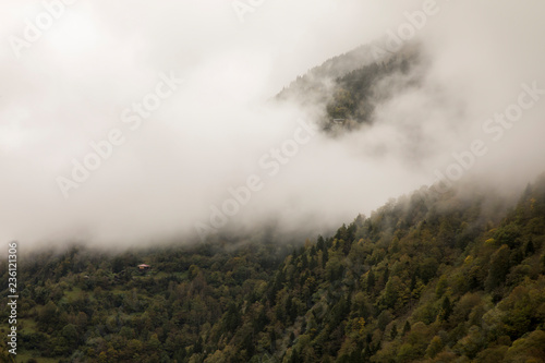 Forest of Pine Trees