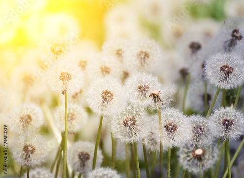 Many white fluffy dandelion flowers on the meadow. A joyous light-hearted mood. Soft selective focus.
