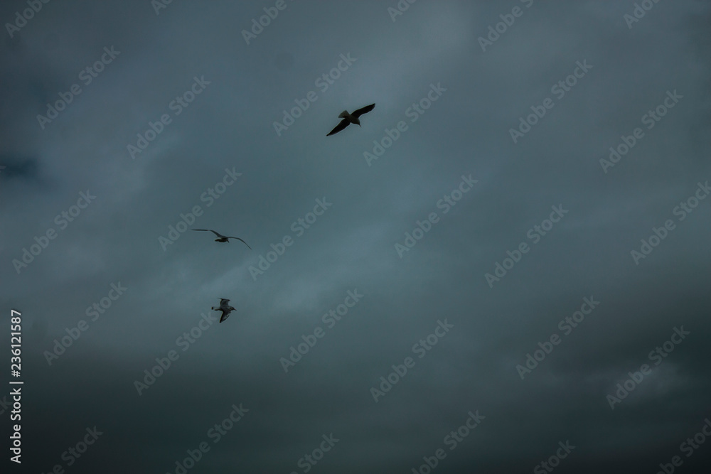 Obraz premium birds in flight