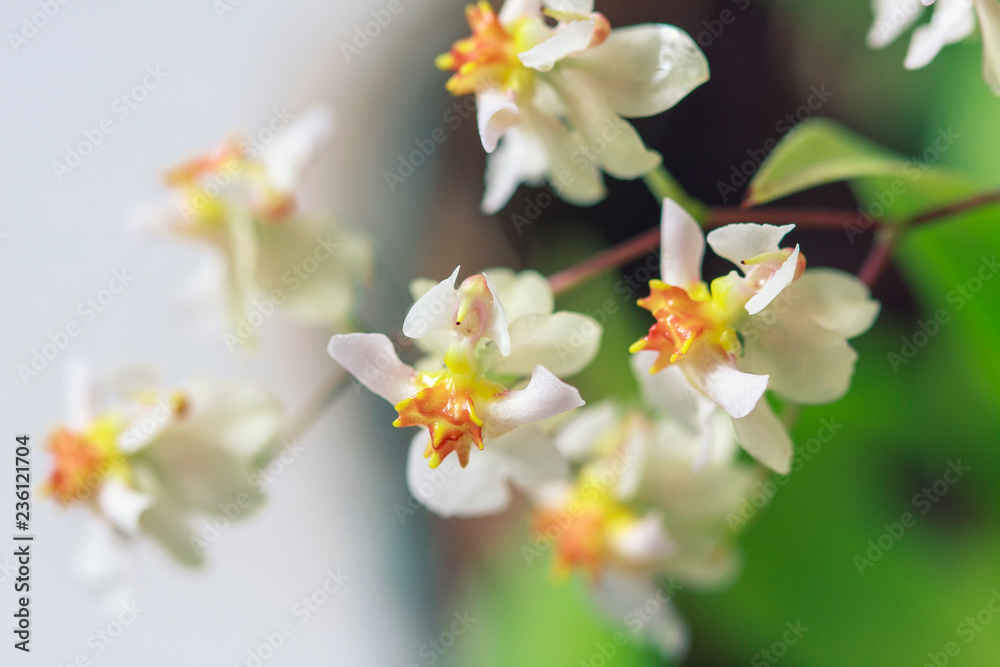 Beautiful closeup of an orchid White Oncidium Twinkle mini orchid.