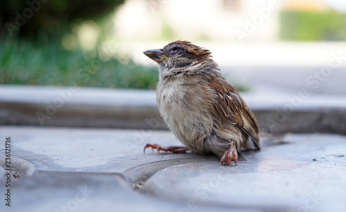 Young Saprrow fallen from the nest, sick, bird flue
