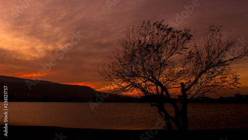 tree in the sunset