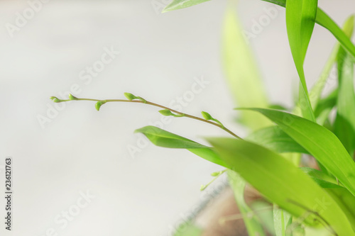 Fototapeta Naklejka Na Ścianę i Meble -  Beautiful closeup of an orchid White Oncidium Twinkle mini orchid.