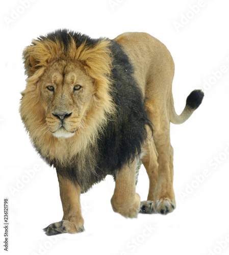 Asiatic lion (Panthera leo persica) on white background