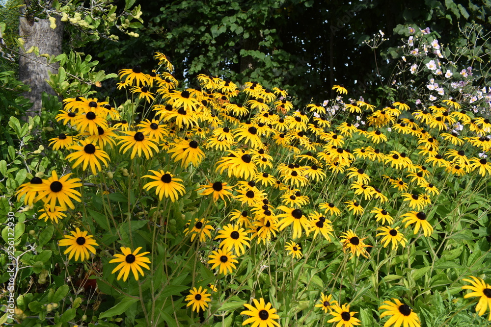 field of yellow flowers field of yellow flowers