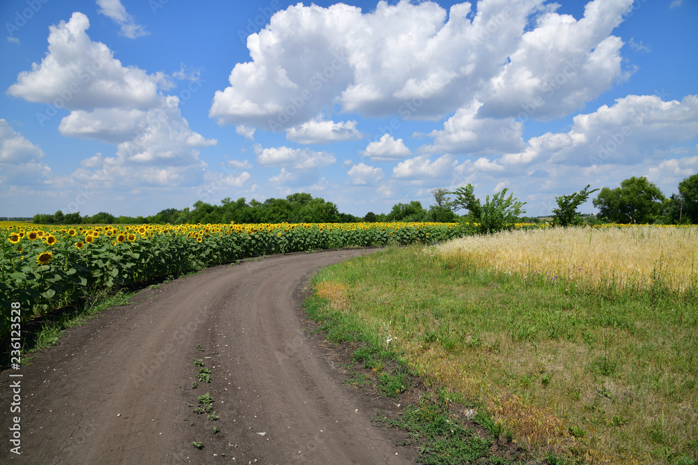 Road on edge of a field with blooming sunflower