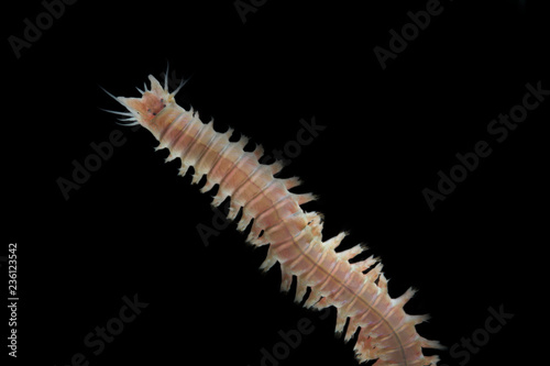Close up sandworms (Perinereis sp., Polychaeta) isolated on black background