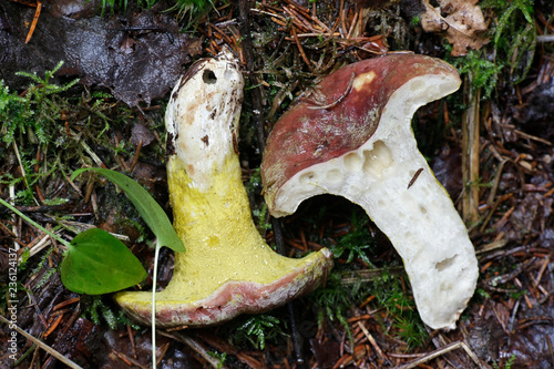 Hypomyces luteovirens, a parasite on various species of Russula, forms a yellow crust on host fungus
