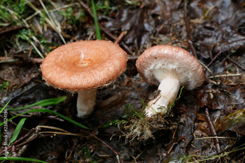 Lactarius torminosus, commonly known as the woolly milkcap or the bearded milkcap