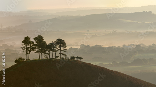 Panorama of isolated Pine tree Copse at Colmers Hill  Dorset covered in early morning light