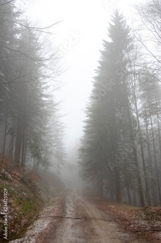 Chemin dans le brouillard
