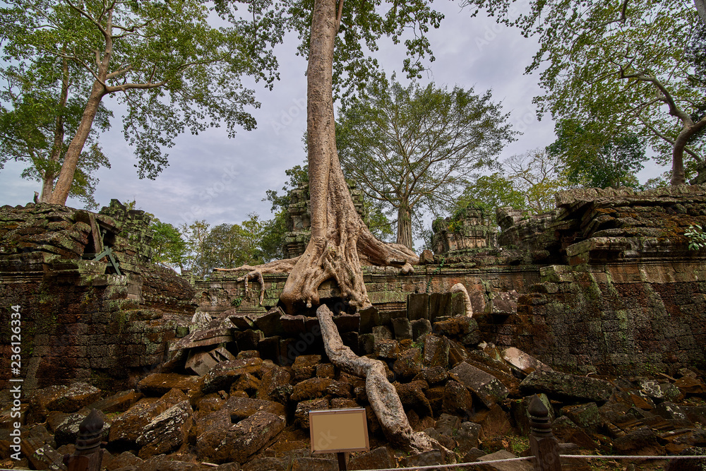 Trees raised on the ruins of the temple Ta Prohm,temple at Angkor Wat complex, Angkor Wat Archaeological Park in Siem Reap, Cambodia UNESCO World Heritage Site