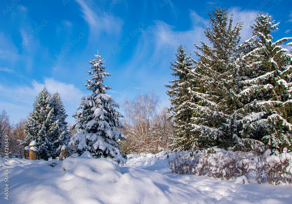 Obraz premium Fir trees covered by fresh snow in winter park
