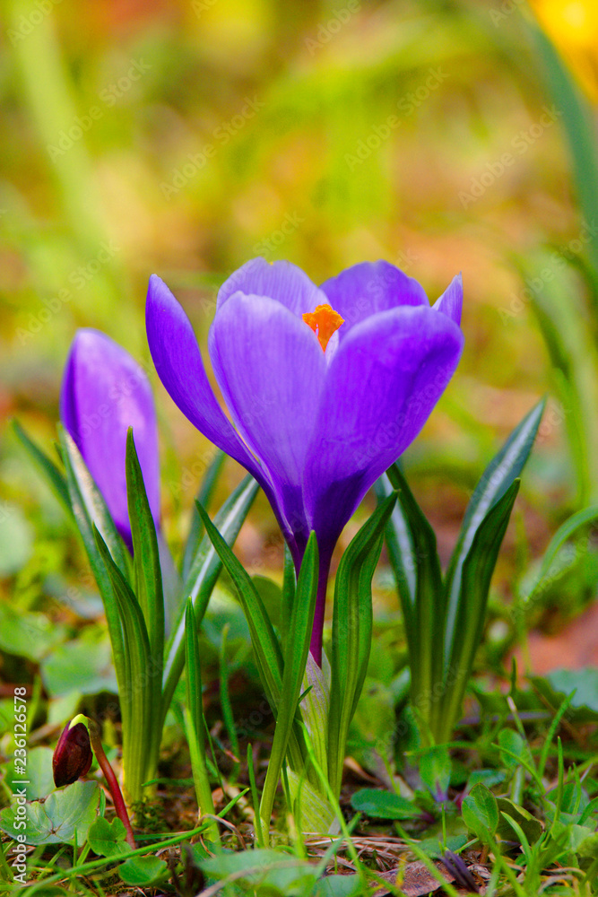 Blooming Crocus flowers in spring season in city park in Warsaw, Poland