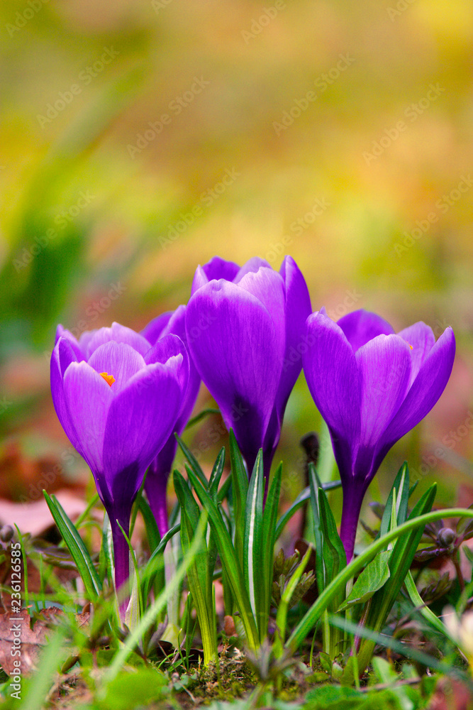 Blooming Crocus flowers in spring season in city park in Warsaw, Poland Blooming Crocus flowers in spring season in city park in Warsaw, Poland