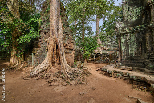 Trees raised on the ruins of the temple Ta Prohm temple at Angkor Wat complex  Angkor Wat Archaeological Park in Siem Reap  Cambodia UNESCO World Heritage Site