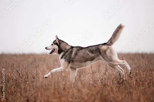 Husky breed dog in the autumn forest