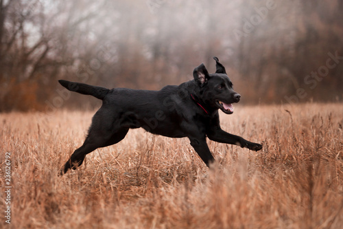 Labrador dog breed in the autumn forest