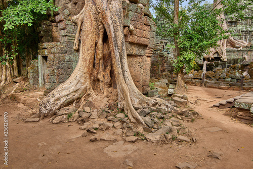 Trees raised on the ruins of the temple Ta Prohm temple at Angkor Wat complex  Angkor Wat Archaeological Park in Siem Reap  Cambodia UNESCO World Heritage Site
