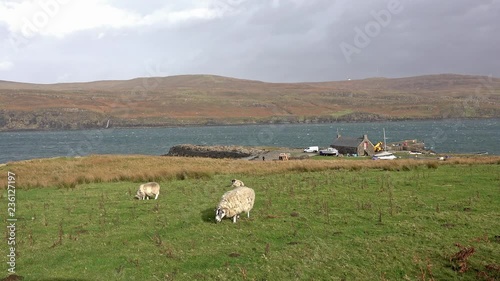 Sheep grazing in front of Milovaig harbour , Isle of Skye - Scotland photo