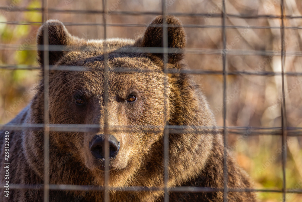 portrait with the brown bear at the zoo among the bars portrait with the brown bear at the zoo among the bars