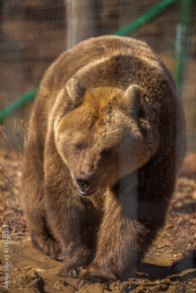 portrait with the brown bear at the zoo among the bars portrait with the brown bear at the zoo among the bars