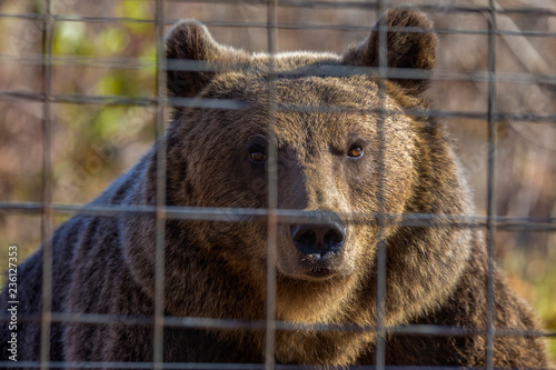 portrait with the brown bear at the zoo among the bars