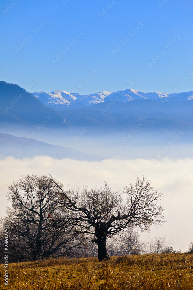 oak with mountain on a background wrapped in foggy sunny day