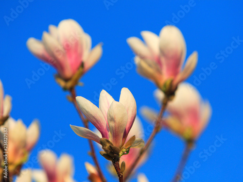 Blooming Saucer Magnolia flowers - Magnolia x soulangeana - in spring season in a botanical garden photo